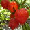 Trinidad Moruga Scorpion