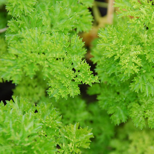 Triple Curled Parsley