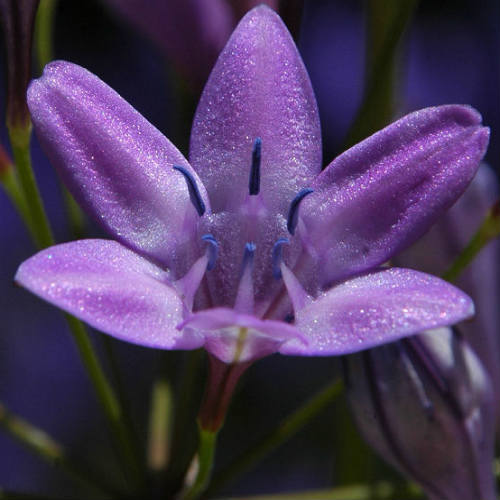 500 Triteleia Bridgesii