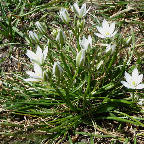 Triteleia Hyacinthina