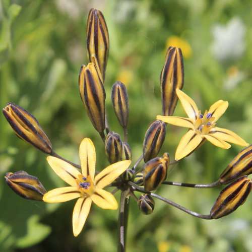 Triteleia Ixioides