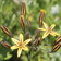 Triteleia Ixioides
