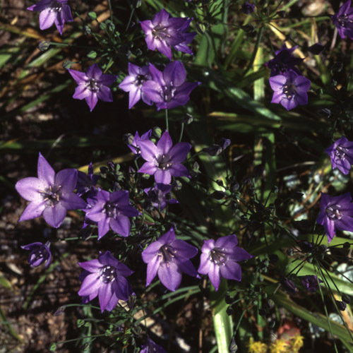 Tritelaea Laxa