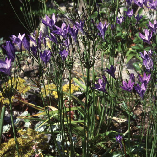 Triteleia Laxa Brodeia