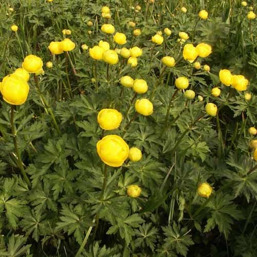 Trollius Europaeus