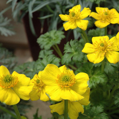Trollius Pumilus