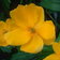 Trollius Yunnanensis