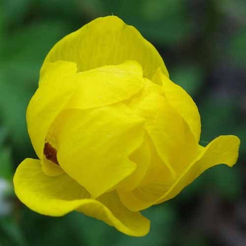 Trollius Yunnanensis