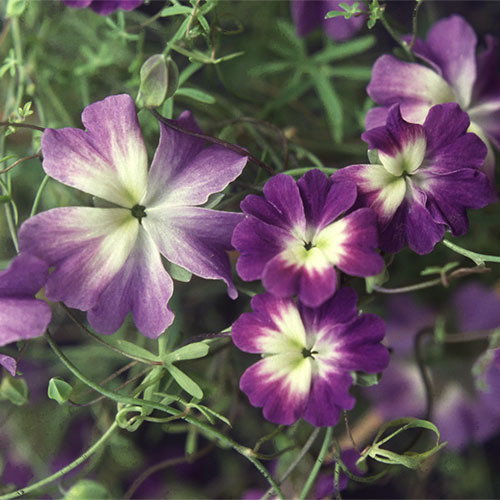 Tropaeolum Azureum New