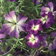 Tropaeolum Azureum New