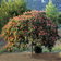 Albizia Julibrissin1