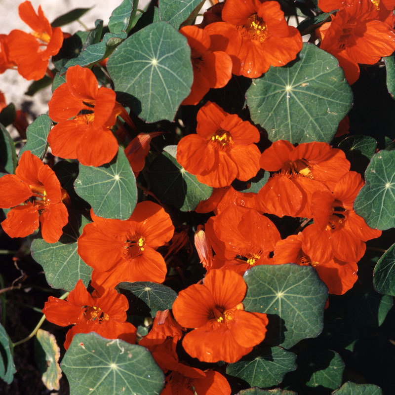 Tropaeolum Empress Of India