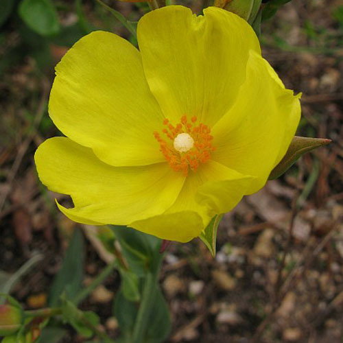 Tuberaria Lignosa
