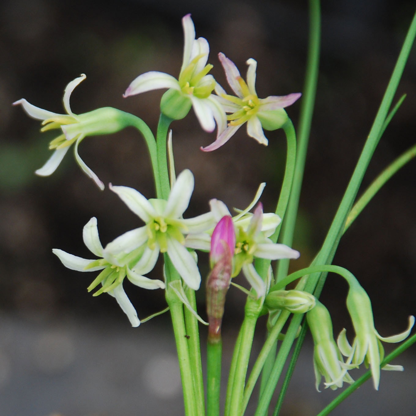 Tulbaghia Cominsii