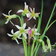 Tulbaghia Cominsii