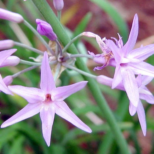 Tulbaghia Violacea