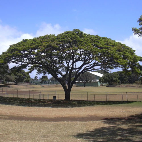 Albizia Saman