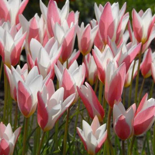 Tulipa Clusiana Lady Jane