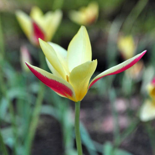 Tulipa Clusiana Tinka