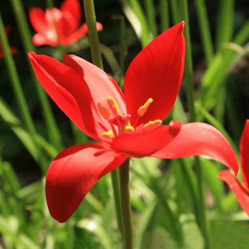 Tulipa Sprengeri Flowers