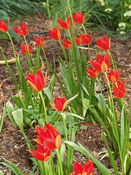Tulipa Sprengeri Trotters Form