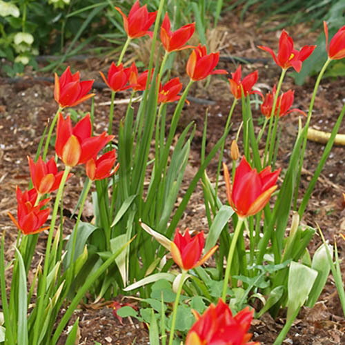 Tulipa Sprengeri Trotters Form1