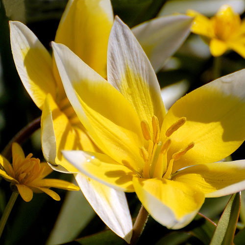Tulipa Tarda
