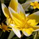 Tulipa Tarda