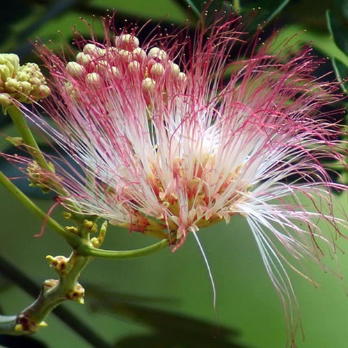 Albizia Saman Flower