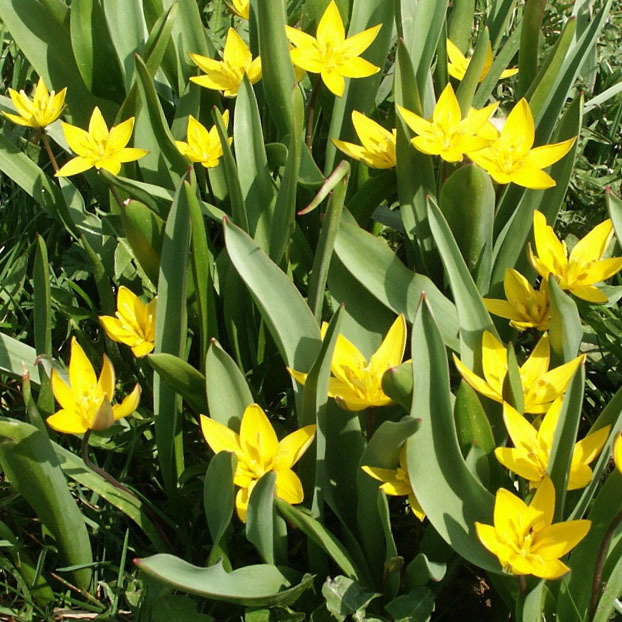 Tulipa Urumiensis