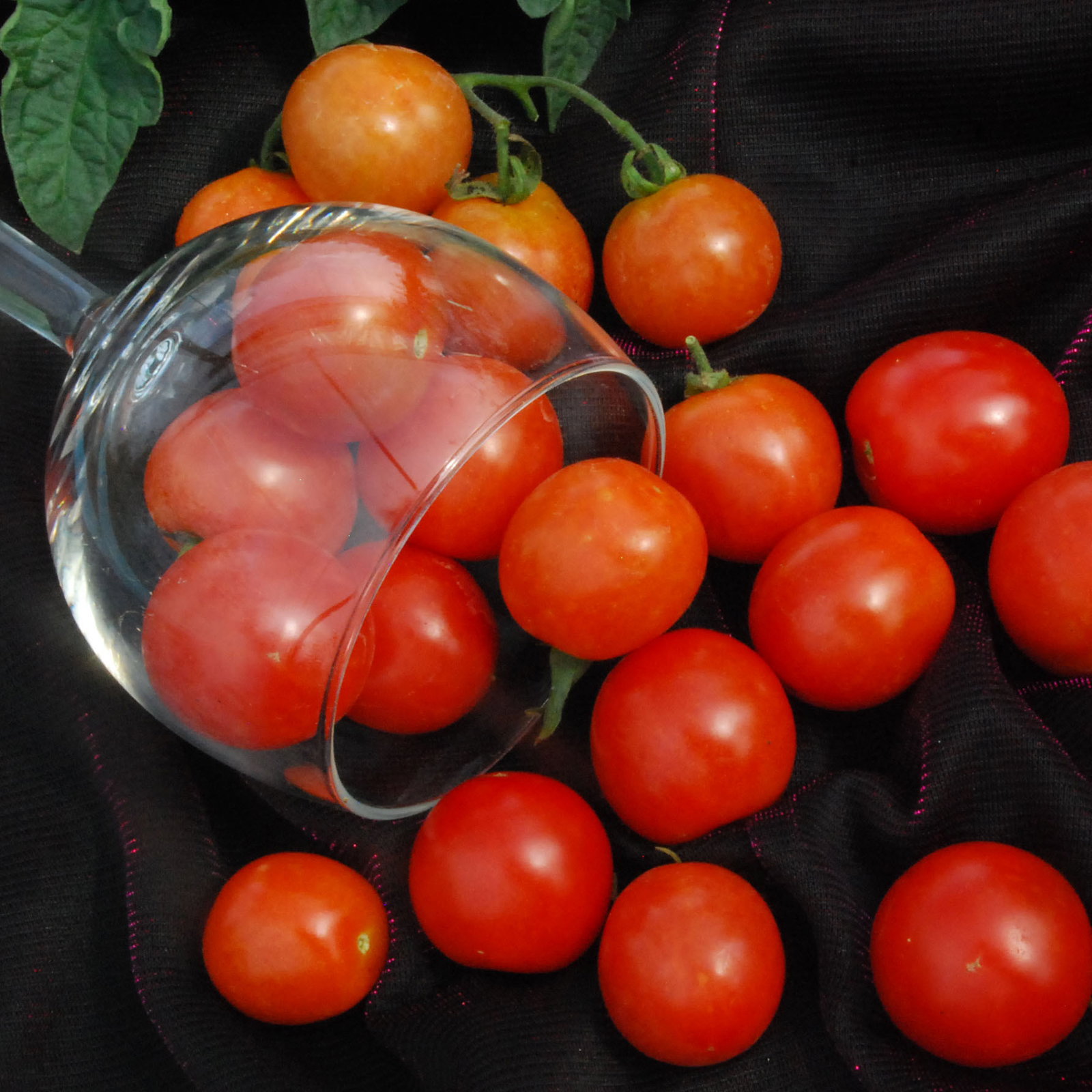 Tumbling Toms1