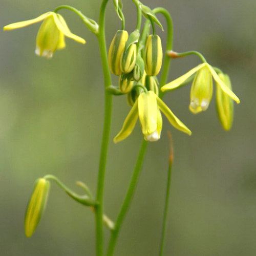 Albuca Canadensis