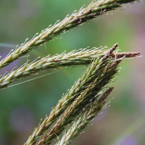 Uncinia Erinacea Axel