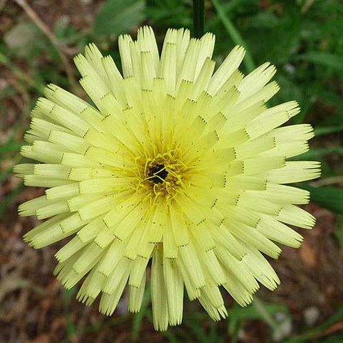 Urospermum Dalechampii