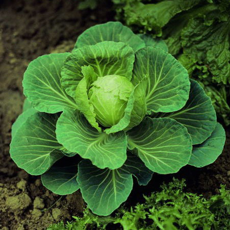 Cabbage Golden Acre Kings