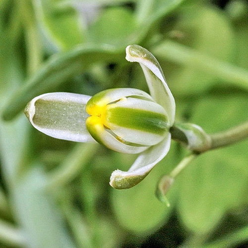 Albuca Humilis