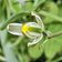 Albuca Humilis