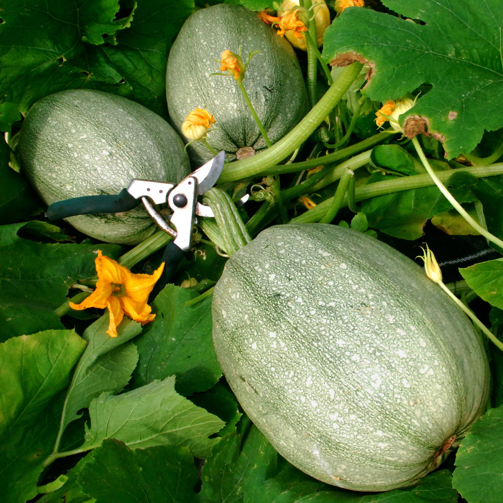 Vegspaghettiwintersquash2