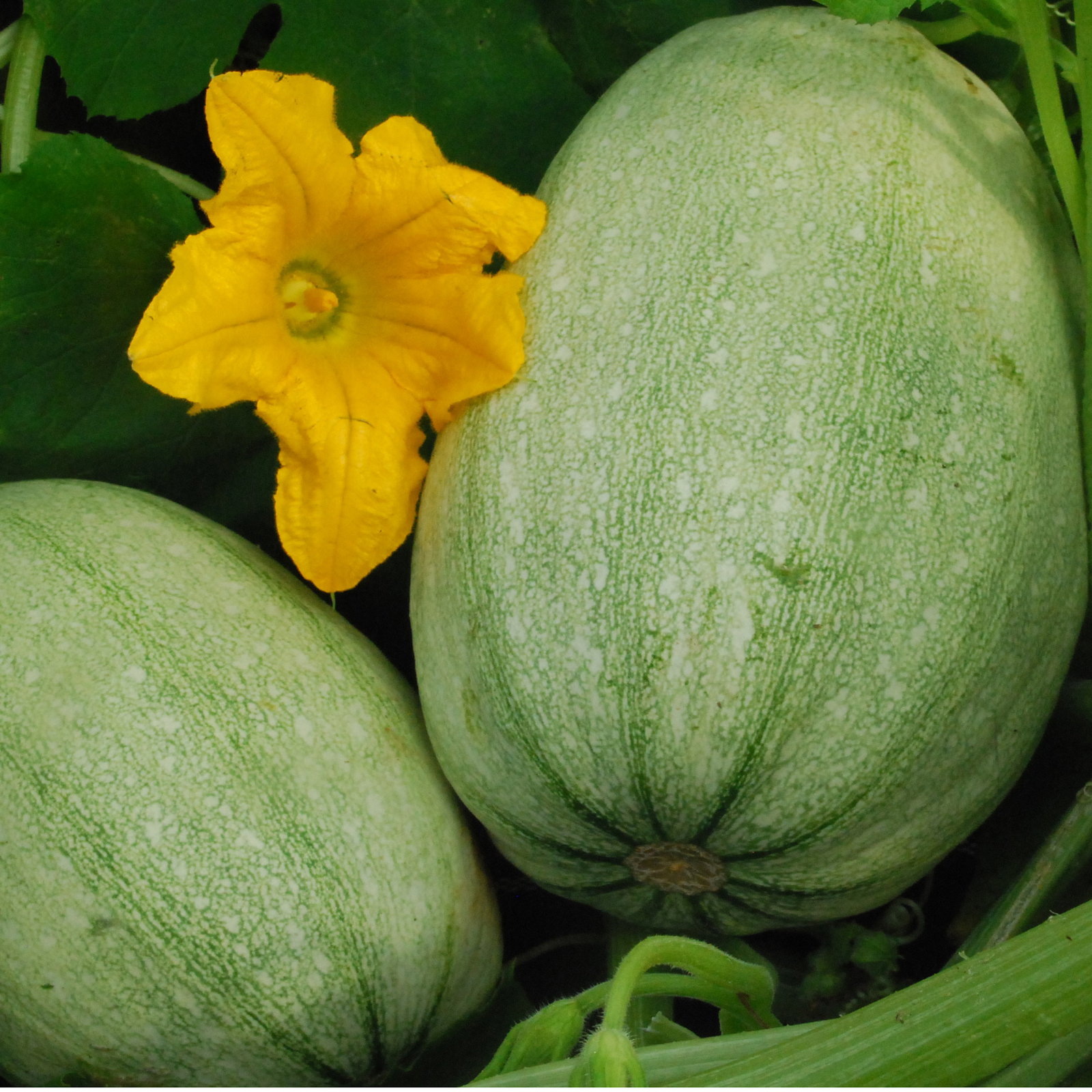 Vegspaghettiwintersquash1