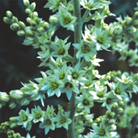 Veratrum Album