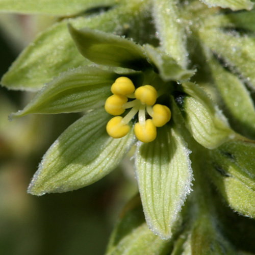 Veratrum Viride