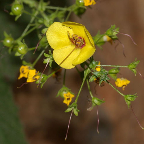 Verbascum Arcturus