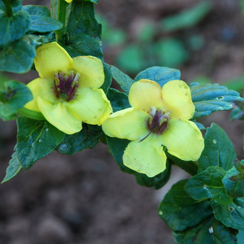 Verbascum Boerhavii