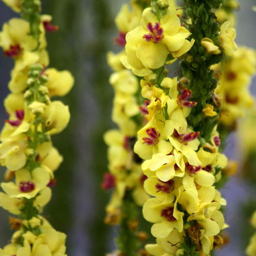 Verbascum Nigrum