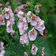 Verbascum Pink Domino