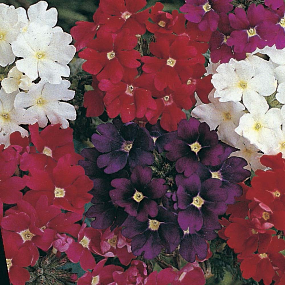 Verbena Dwarf Jewels
