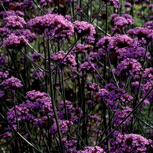 Verbena Bonariensis