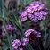 Verbena Bonariensis