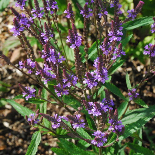 Verbena Hastata Again
