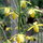 Albuca Shawii